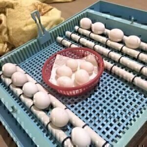 buy harlequin macaw eggs