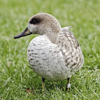 Buy Marble Teal Ducks Online