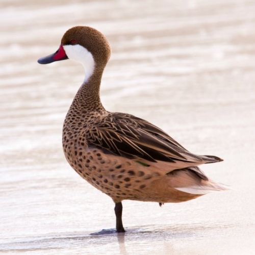 Buy Bahama Pintail Ducks Online - Image 4