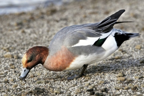 Buy European Wigeon Ducks Online - Image 4