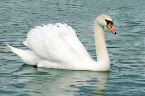 Buy White Mute Swans Online