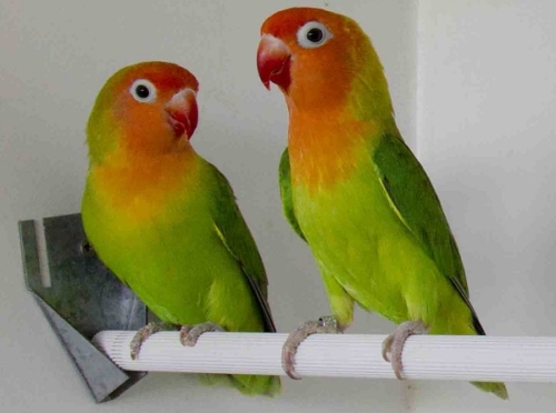 Nyasa or Lilian’s Lovebirds - Image 2
