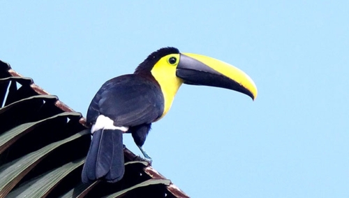 Choco Toucan - Image 2