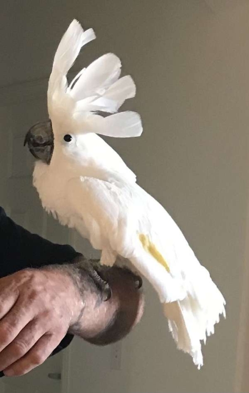 Umbrella Cockatoo - Image 4