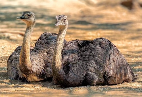 Common Ostrich