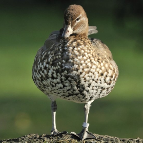Buy Maned Geese Online - Изображение 6