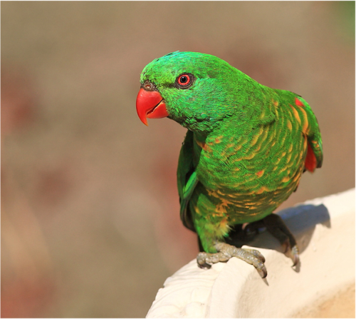 Scaly – Breasted Lorikeet - Image 2