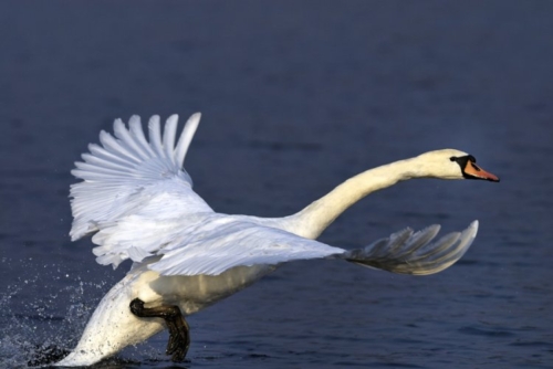 Buy White Mute Swans Online - Image 6