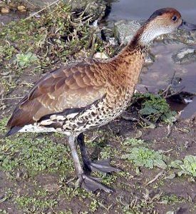 Buy Cuban Whistling Ducks Online
