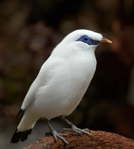 Bali Mynah