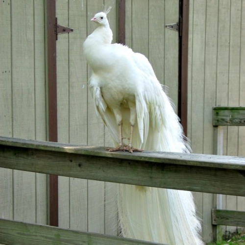 Buy White Peafowl Online - Image 3