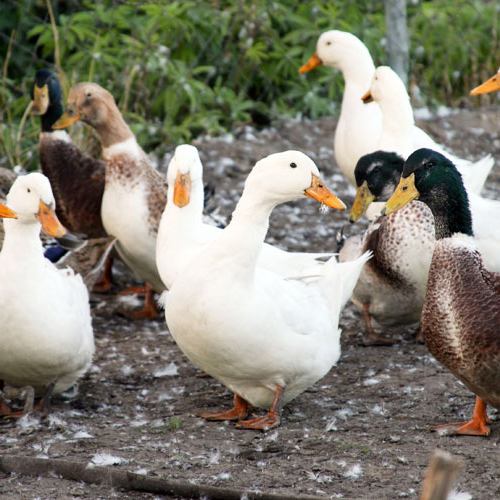 Domestic Ducks