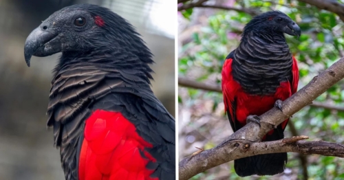 Dracula Parrots for Sale