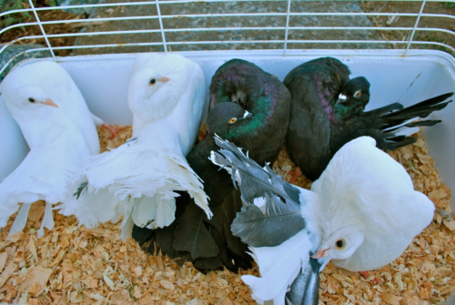 Fantail Pigeons
