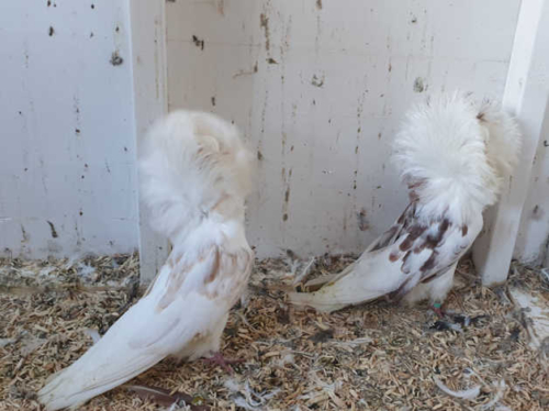 Jacobin Pigeons - Image 2