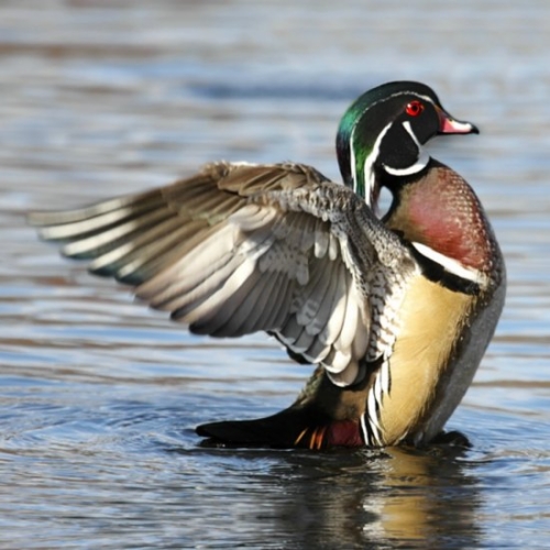 Buy Wood Ducks Online - Image 6