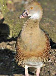 Buy Eyeton Whistling Ducks Online