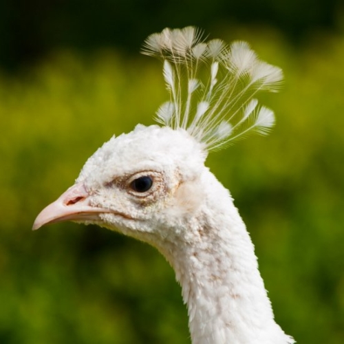 Buy White Peafowl Online - Image 5