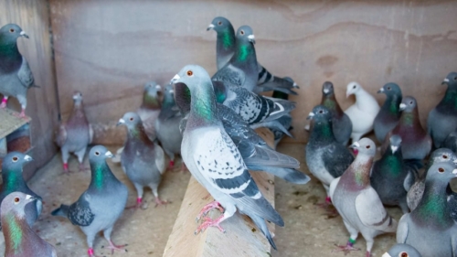 Belgian Racing Pigeons - Image 2