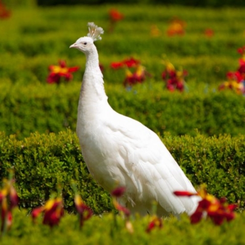 Buy White Peafowl Online - Image 4