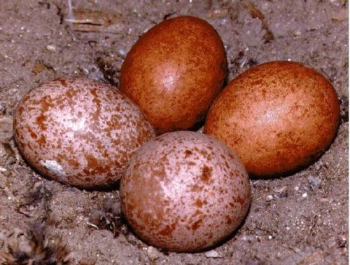 Buy Peregrine Falcon Eggs Online