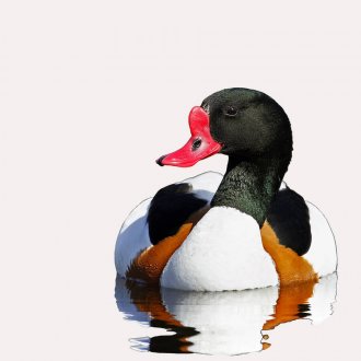 Buy Common Shelduck Online