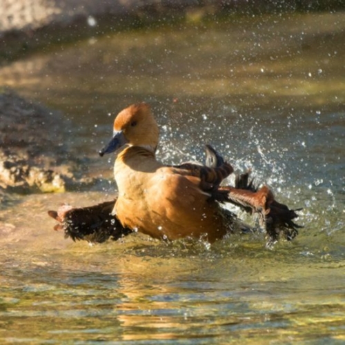 Buy Fulvous Whistling Ducks Online - Image 5