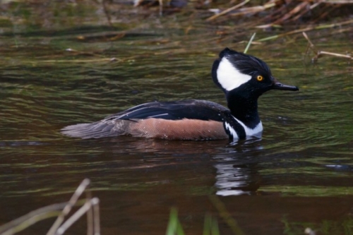 Buy Hooded Merganser Ducks Online - Image 7