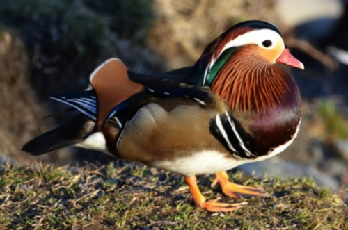 Buy Mandarin Ducks Online - Image 5