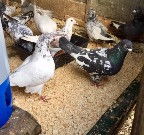 Trippler Pigeons