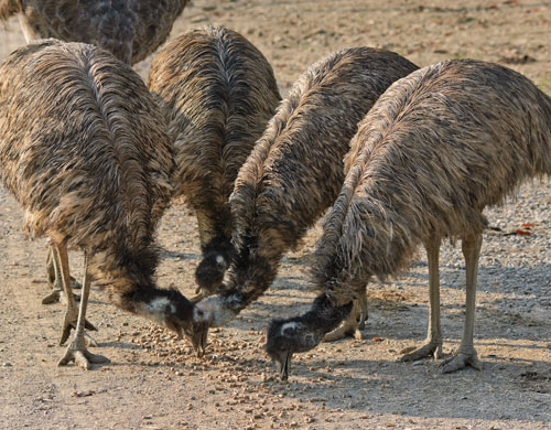 King Island Emus