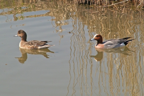 Buy European Wigeon Ducks Online - Image 3