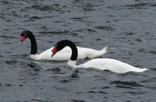Buy Black Necked Swans Online