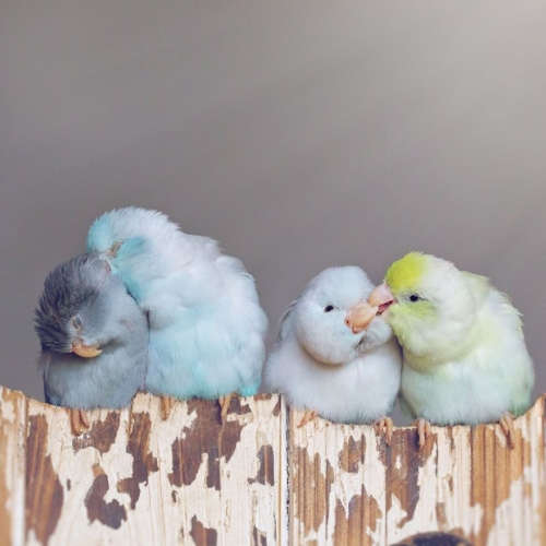 Pacific Parrotlet - Immagine 2