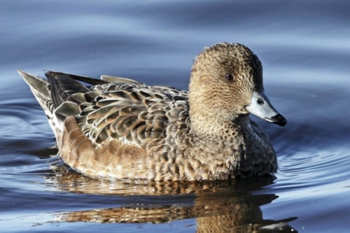 Buy European Wigeon Ducks Online - Image 2