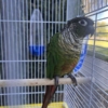Green Cheek Conure - Image 3