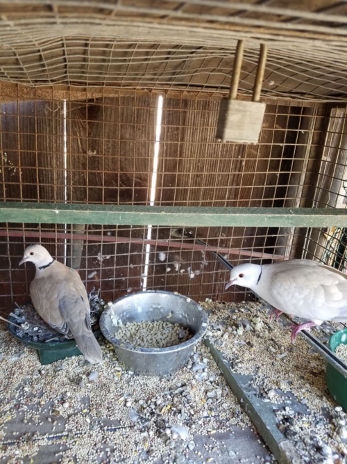Ringneck Dove - Image 2