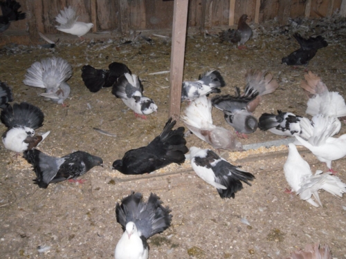 Fantail Pigeons - Image 2