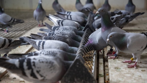 Belgian Racing Pigeons