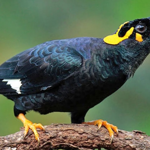 Hill Mynah