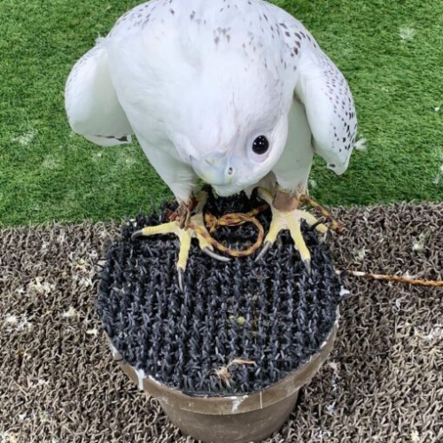 Buy Peregrine Falcon For Sale Online - Image 2