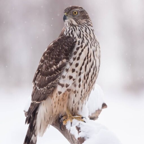 Buy Shaheen Falcon For Sale Online