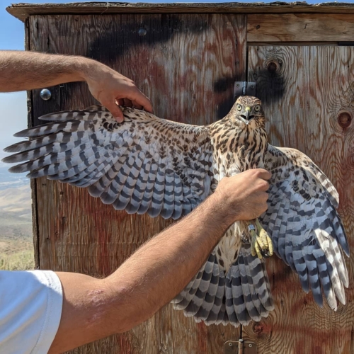 Buy Shaheen Falcon For Sale Online - Beeld 2