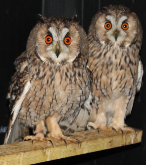 Buy Long Eared Owl Online