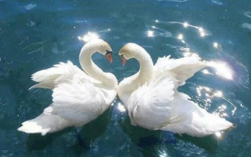 Mute Swan - Image 2