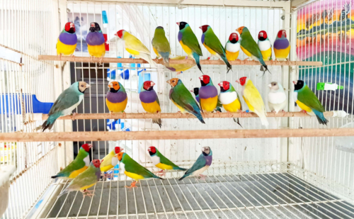 Gouldian Finch