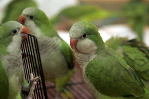 Monk Parakeet
