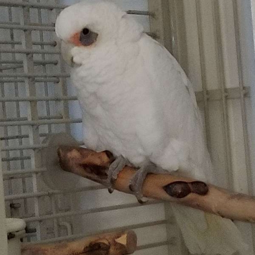 Bare Eyed Cockatoo