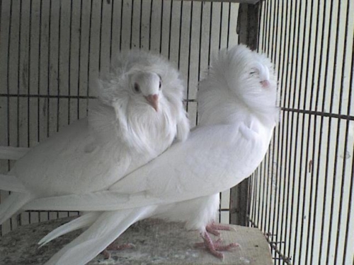 Jacobin Pigeons