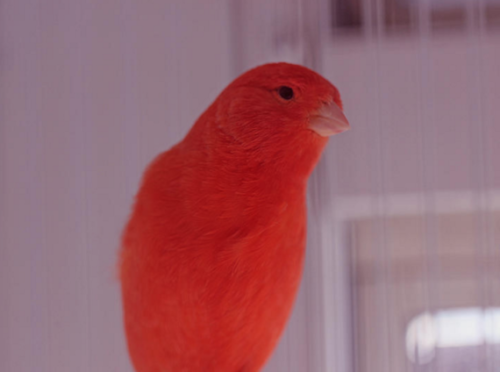 Buy Single Red Factor Canary (world famous singers) Male Online - Image 2